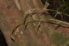 Carex lancea