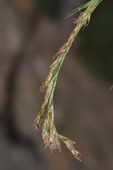 Carex lancea