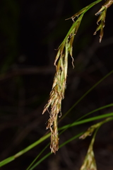 Carex lancea