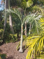 Pseudophoenix sargentii