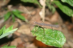 Creoxylus