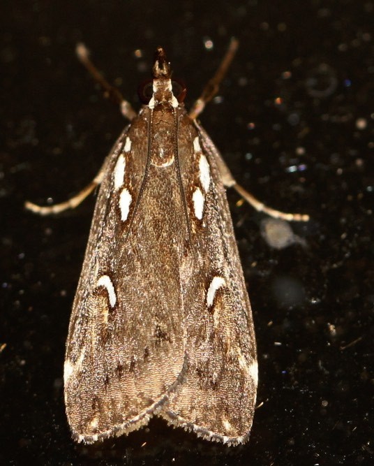 Hoploscopinae
