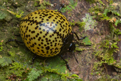 Aegithus punctatissimus