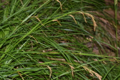 Carex lancea