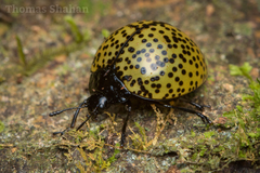 Aegithus punctatissimus