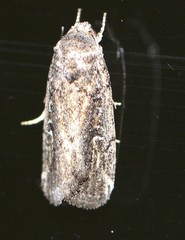 Athetis striolata