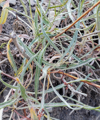 Eriogonum brevicaule