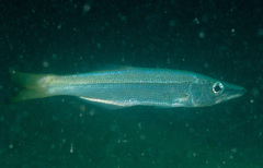 Dinolestes lewini