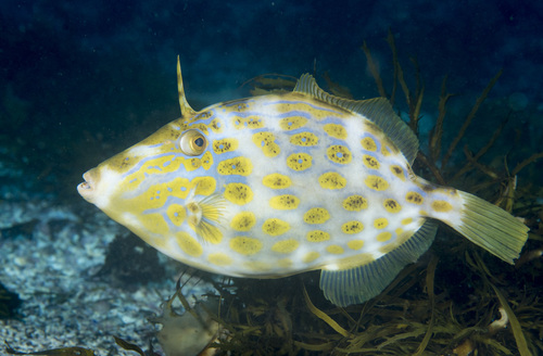 Deep-bodied leatherjacket (Eubalichthys mosaicus) — Monacanthidae — 5