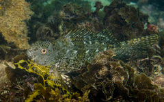 Aplodactylus lophodon