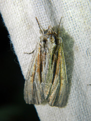 Apamea verbascoides