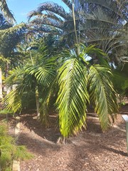 Chambeyronia macrocarpa