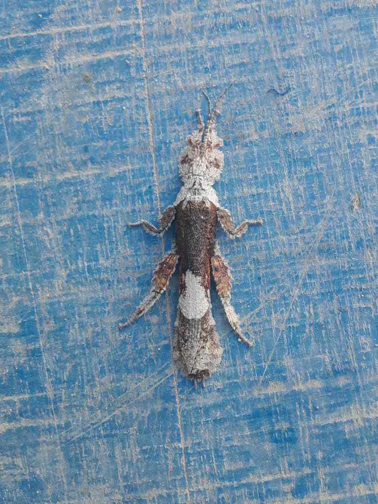 Prisopus wolfgangjunki
