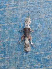 Prisopus wolfgangjunki