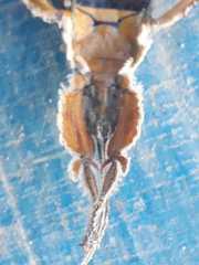 Prisopus wolfgangjunki