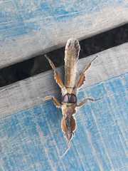 Prisopus wolfgangjunki