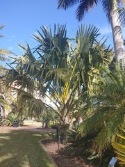 Corypha umbraculifera