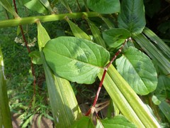 Persicaria chinensis image