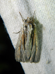 Apamea verbascoides