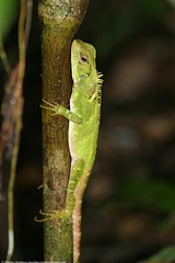 Enyalioides laticeps