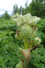 Angelica ursina