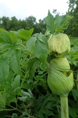 Angelica ursina