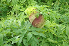 Angelica ursina
