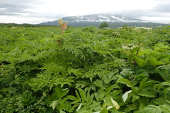 Angelica ursina