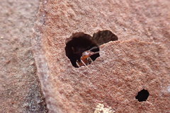 Crematogaster pinicola