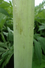 Angelica ursina