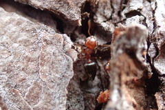 Crematogaster pinicola