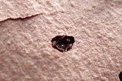 Crematogaster pinicola