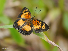 Junonia sophia