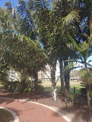 Arenga pinnata
