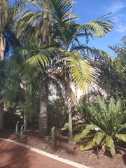 Chambeyronia macrocarpa