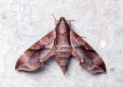 Enpinanga borneensis