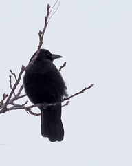 Corvus brachyrhynchos