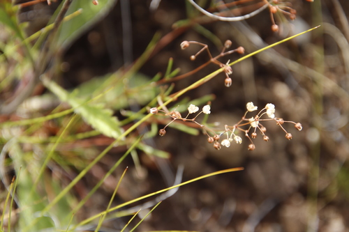 Image of Pharnaceum alpinum by (c) Tony Rebelo, some rights reserved (CC BY-SA)