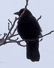 Corvus brachyrhynchos