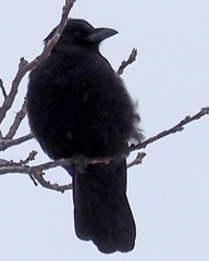 Corvus brachyrhynchos
