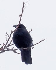 Corvus brachyrhynchos
