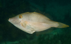 Brown Leatherjacket photo 5