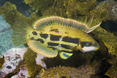 Heteroscarus acroptilus