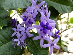 Petrea volubilis