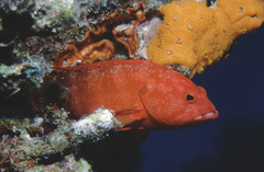 Cephalopholis urodeta