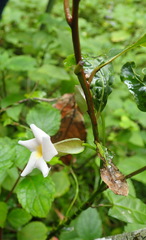Thunbergia dregeana