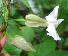 Thunbergia dregeana