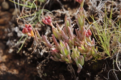 Delosperma brevisepalum