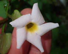 Thunbergia dregeana
