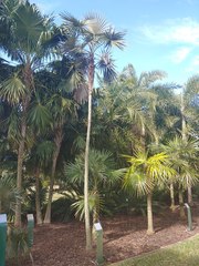 Coccothrinax miraguama